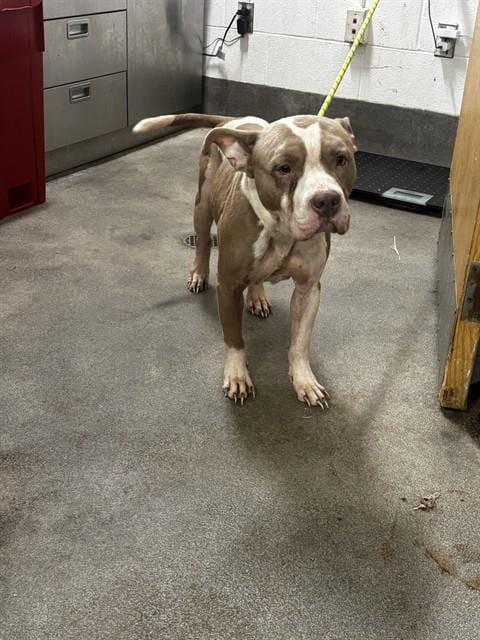 Photo of Moe, adoptable Pit Bull Terrier in Forestville, Maryland
