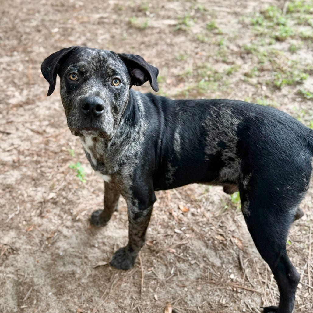 Photo of Daytona 🐾, adoptable Mixed Breed (Large) in Milton, Florida