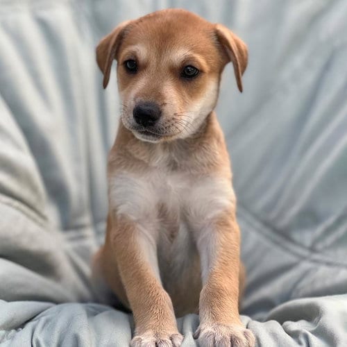 Photo of Chess Pup - Caissa, adoptable Wirehaired Fox Terrier in San Diego, California