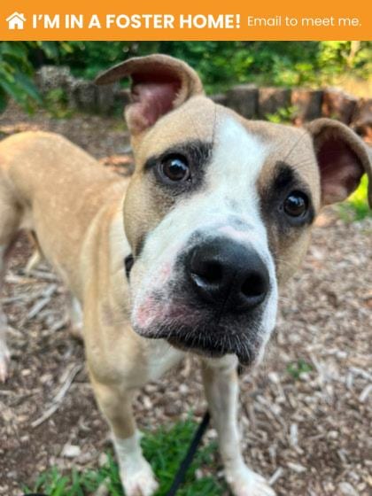 Photo of Jerry, adoptable dog in Baltimore, Maryland