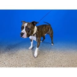 Photo of Robby, adoptable American Bulldog in Doral, Florida