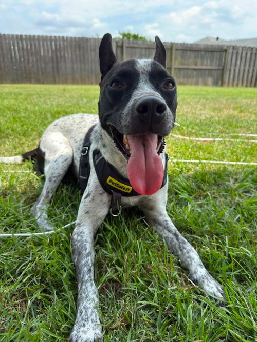 Photo of Jax-friendly boy, adoptable Australian Cattle Dog/Blue Heeler in Oakhurst, New Jersey
