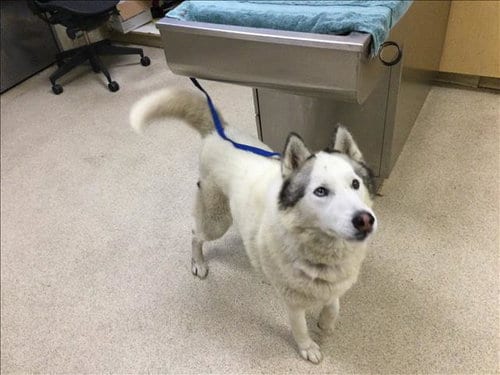 Photo of A1938140, adoptable Siberian Husky in Riverside, California