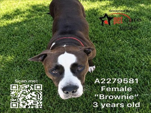 Photo of Brownie, adoptable Pit Bull Terrier in Los Angeles, California