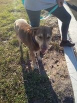 Photo of Sam Beckett, adoptable German Shepherd Dog in Kempner, Texas