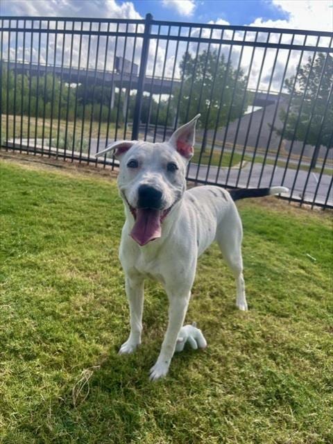 Photo of Brittany, adoptable Pit Bull Terrier in Temple, Texas