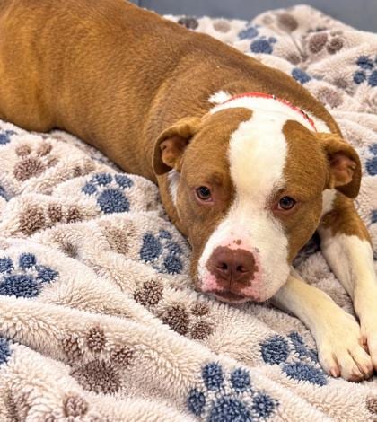 Photo of Chicken Nugget, adoptable Pit Bull Terrier in Inverness, Florida