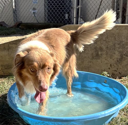 Photo of Rudy, adoptable Australian Shepherd in Wetumpka, Alabama