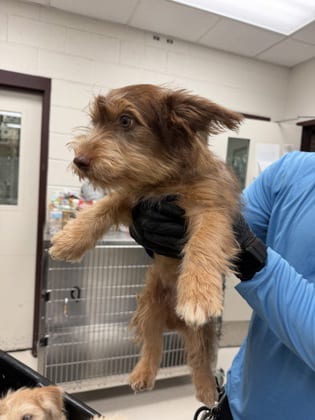 Photo of Simba~FOSTER or FOSTER TO ADOPT NEEDED, adoptable Terrier in Andover, Minnesota