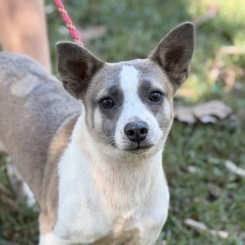 Photo of Woody, adoptable Chihuahua in Yardley, Pennsylvania