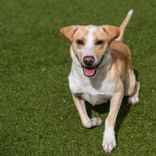 Photo of Klaus, adoptable Terrier in Hilton Head, South Carolina