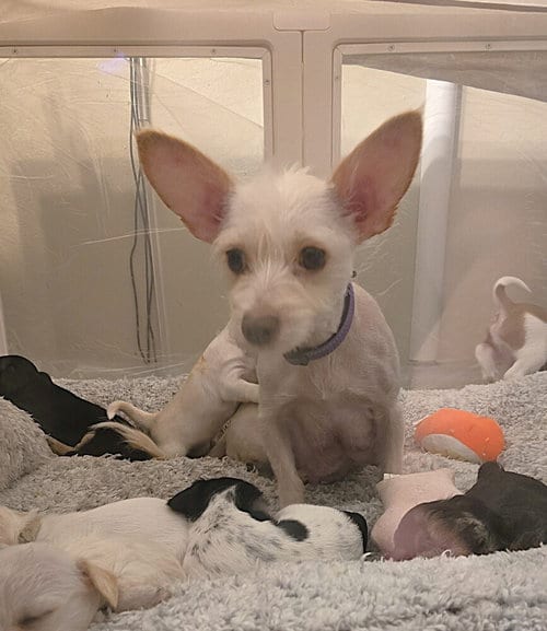 Photo of Sativa, adoptable Terrier in Pacifica, California