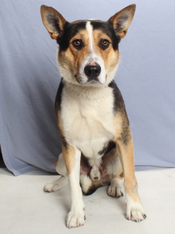 Photo of Wally, adoptable German Shepherd Dog and Collie - Smooth