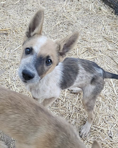 Photo of Sgetti, adoptable Cattle Dog in Sandy, Utah