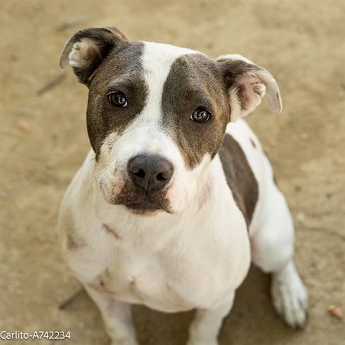 Photo of Carlita, adoptable Pit Bull Terrier in Sacramento, California