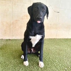 Photo of Ravi 5824, adoptable Mixed Breed (Medium) in Loxahatchee, Florida