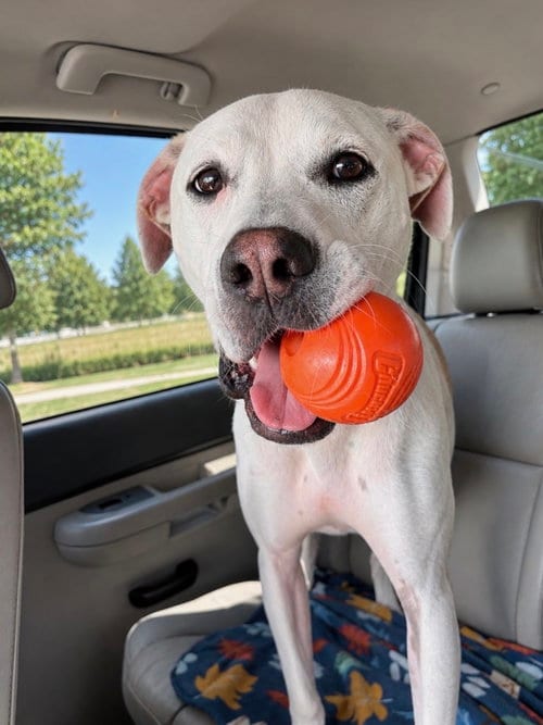 Photo of McFuffin, adoptable Pointer in Euless, Texas