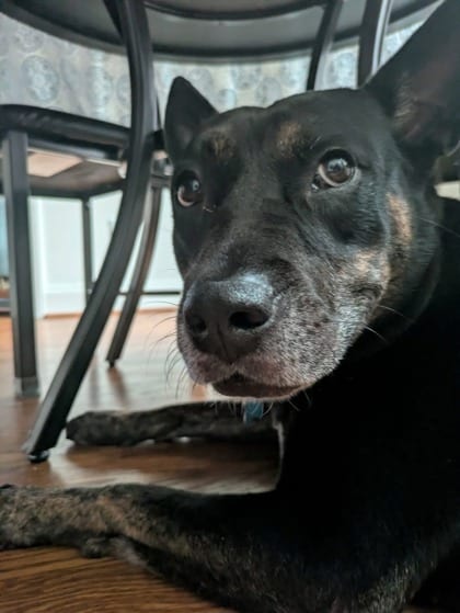 Photo of Dombra, adoptable dog in Chamblee, Georgia