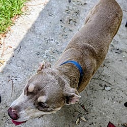 Photo of Leana, adoptable Catahoula Leopard Dog Pit Bull Terrier in Jesup, Georgia