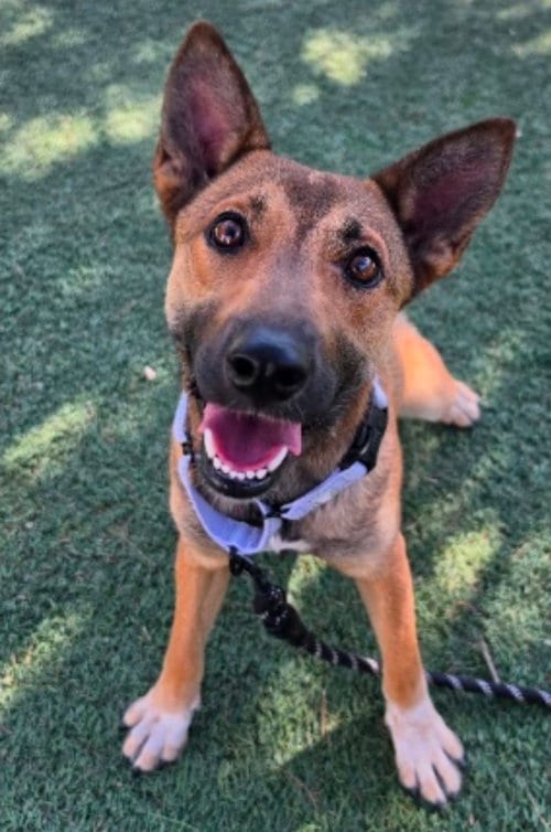 Photo of Fresca, adoptable German Shepherd Dog in Sedalia, Colorado