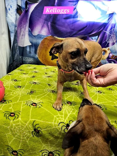 Photo of Kelloggs, adoptable Rat Terrier in Metairie, Louisiana