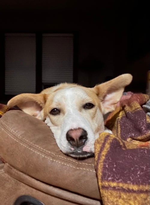 Photo of Sandwich, adoptable Labrador Retriever in Brooklyn Center, Minnesota