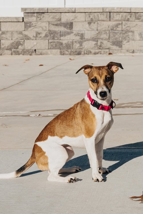 Photo of Angel, adoptable Jack Russell Terrier in Lancaster, Pennsylvania