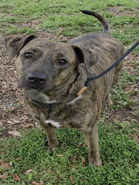 Photo of Wiki, adoptable Plott Hound in Fort Lauderdale, Florida