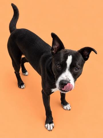 Photo of Billy, adoptable Pit Bull Terrier in HESPERIA, California