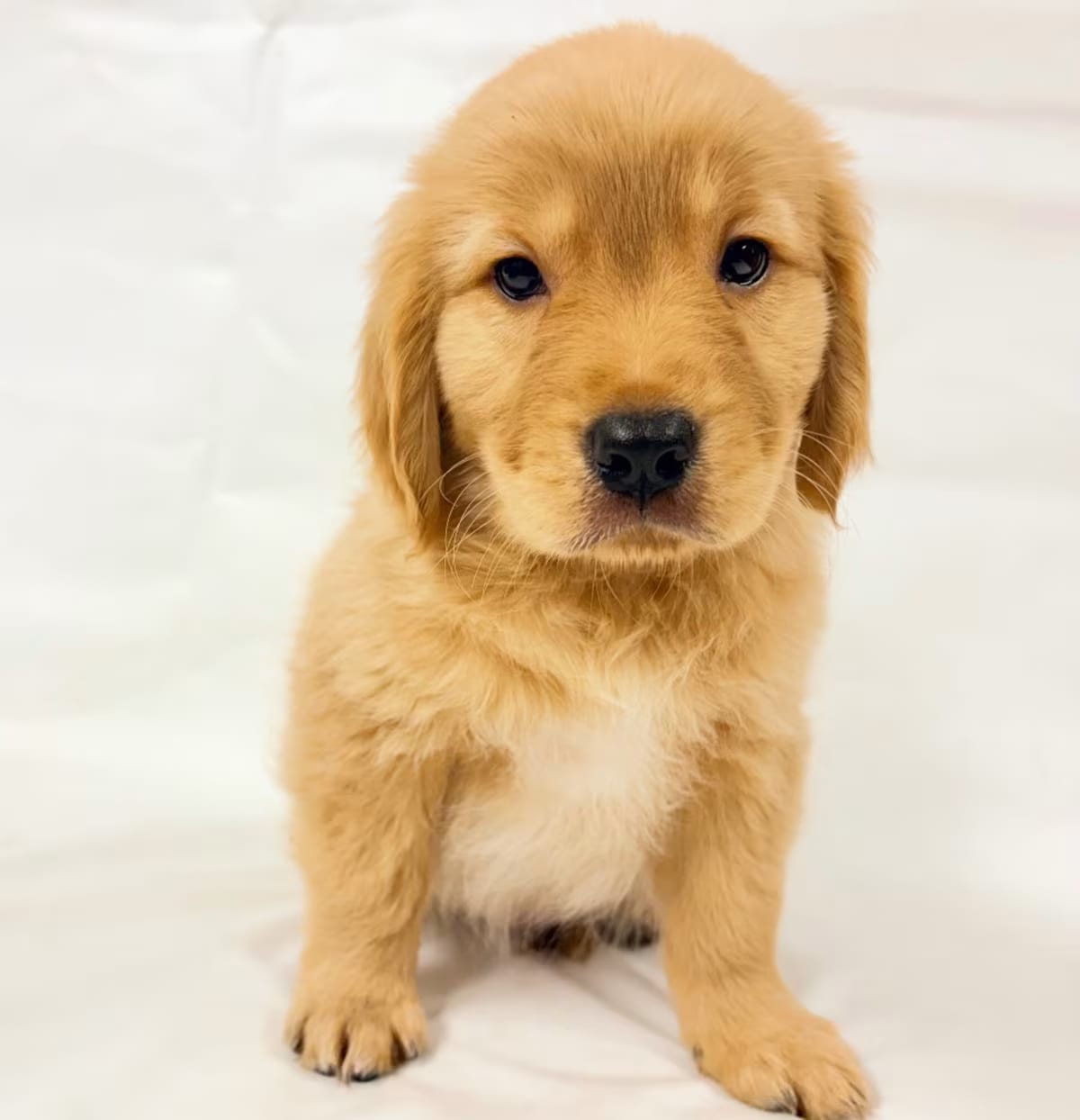 Photo of 1166 (2026) Callaway, adoptable Goldendoodle Mixed Breed (Medium) in Parker, Colorado