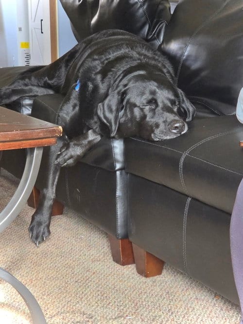 Photo of Buckey, adoptable Labrador Retriever in Estherville, Iowa