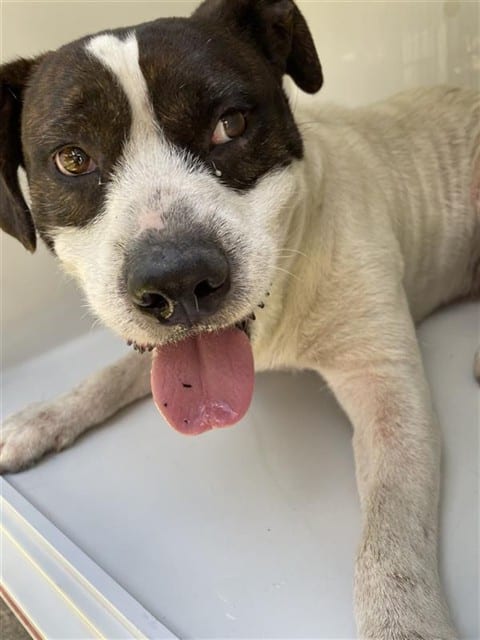 Photo of Senior Pit Bull Terrier, adoptable Pit Bull Terrier in Houston, Texas
