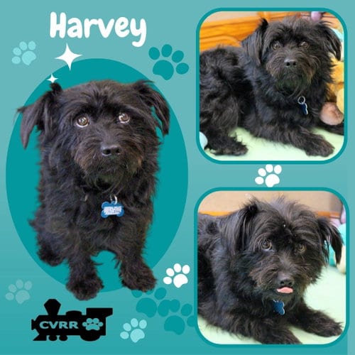 Photo of Harvey, adoptable Schnauzer in Lindsay, California