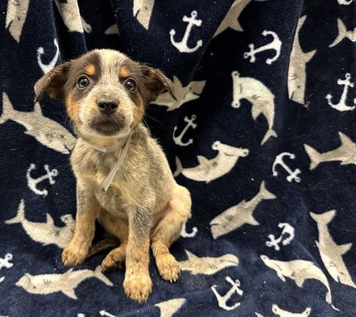 Photo of Piper, adoptable Queensland Heeler in Lancaster, California