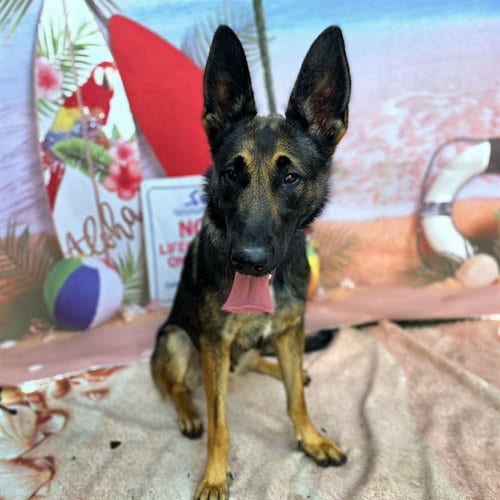Photo of Chloe, adoptable German Shepherd Dog in Long Beach, California