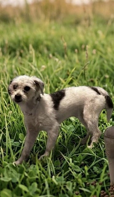 Photo of Ariel, adoptable Terrier in Baldwin Park, California