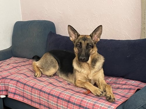 Photo of Luna, adoptable German Shepherd Dog in Kansas City, Missouri