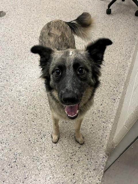 Photo of Oakley, adoptable Siberian Husky in Brighton, Colorado