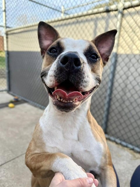 Photo of Daisy, adoptable Boxer mix in Chicago, Illinois
