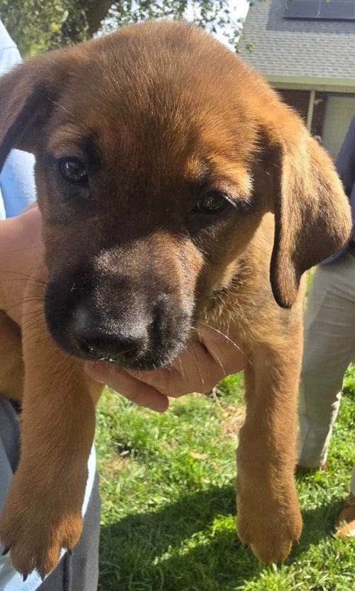 Photo of Butterscotch, adoptable Black Mouth Cur in Salt Lake City, Utah