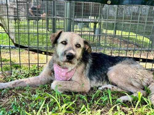 Photo of Nyla, adoptable Terrier in Abbeville, Louisiana