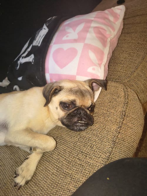 Photo of Linus, adoptable Pug in Indianapolis, Indiana
