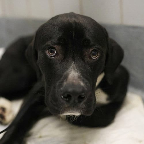 Photo of Bach, adoptable Terrier in San Antonio, Texas
