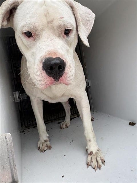 Photo of Senior Boxer and Dogo Argentino, adoptable Boxer and Dogo Argentino in Houston, Texas
