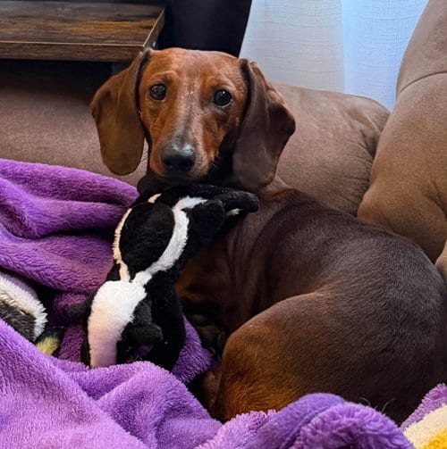 Photo of Hazel, adoptable Dachshund in Sioux Falls, South Dakota