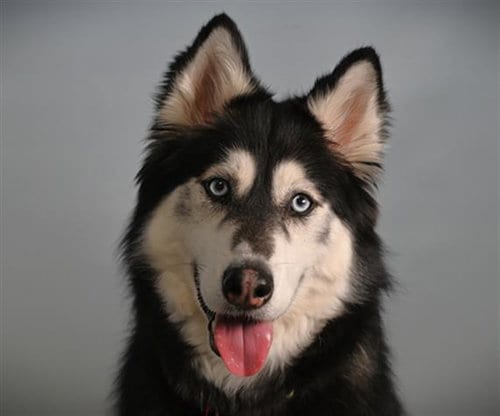 Photo of Kaya, adoptable Siberian Husky in Fort Collins, Colorado