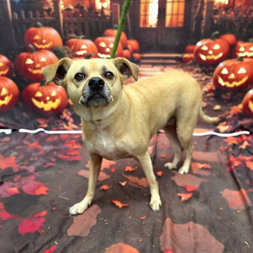 Photo of Azula, adoptable Chihuahua in Long Beach, California