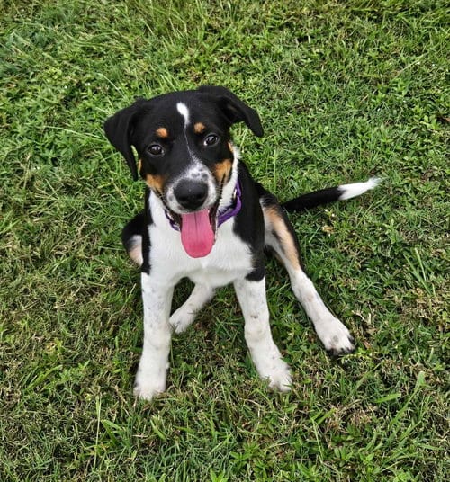 Photo of Haven- too cute to handle, adoptable Border Collie in Oakhurst, New Jersey