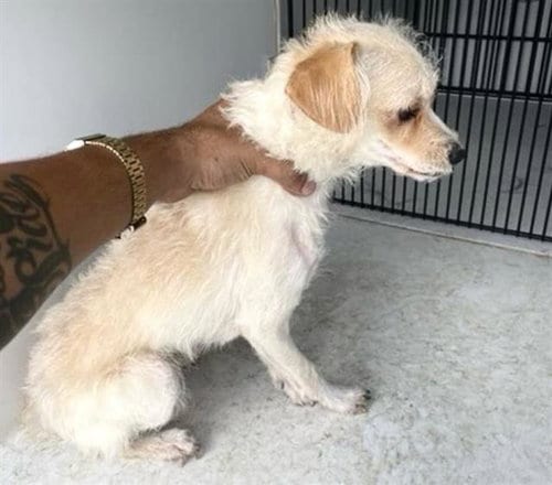 Photo of A662415, adoptable Border Terrier in Houston, Texas