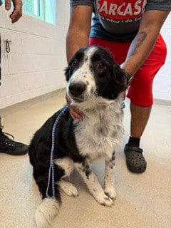 Photo of Viggo, adoptable Border Collie in Haw River, North Carolina